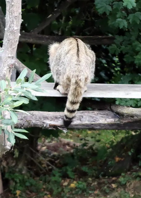 Aalstrich über den Rücken