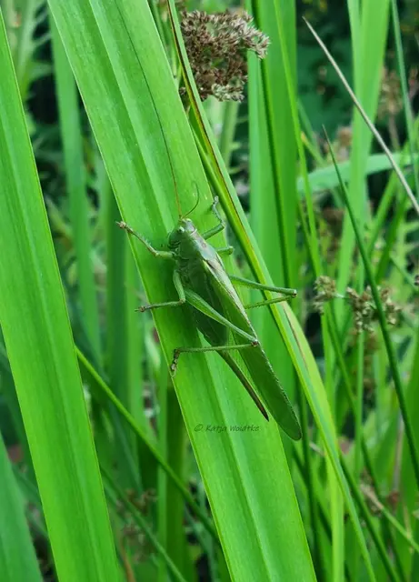 Garten im Jahreslauf - Juli (Foto: Katja Woidtke)

Summender Sommergarten | Foto: Katja Woidtke