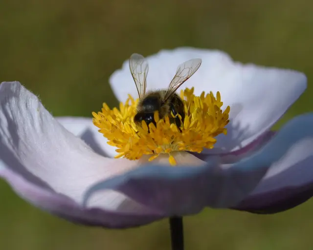 Anemonenblüte 