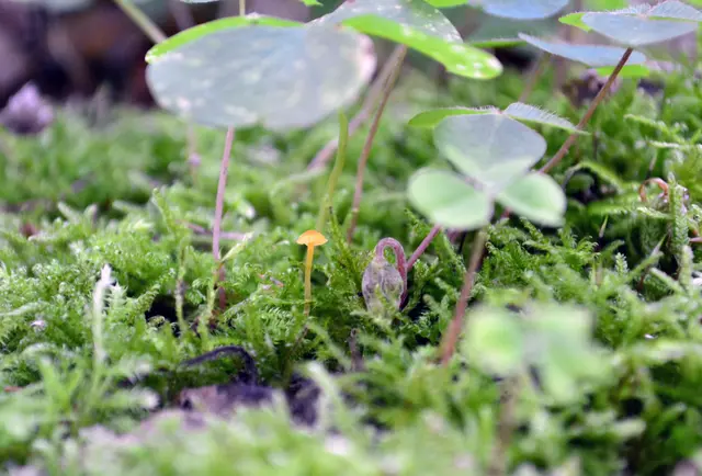Winzling, fast übersehen