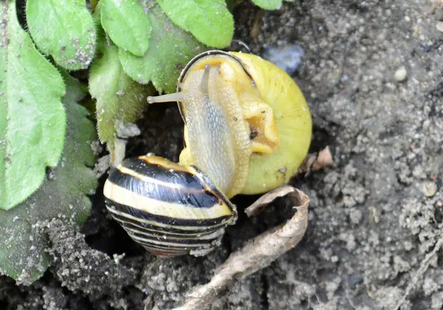 Hain-Bänderschnecken, das kann dauern