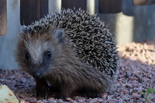 Igel beim allabendlichen Rundgang