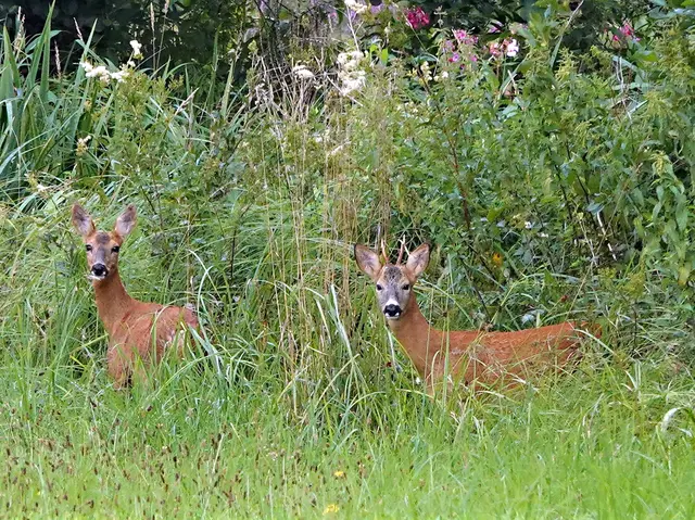 Neugierige Blicke in Richtung Kamera