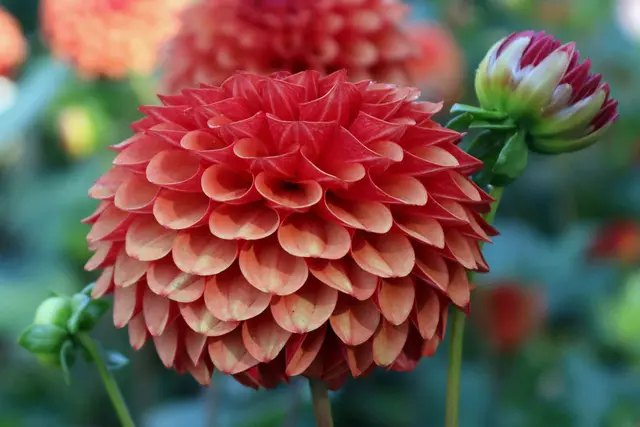 Balldahlie in Nachbars Garten