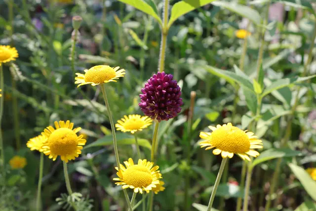 Färberkamille und Wiesenknopf