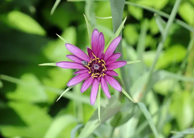 Haferwurzel, eine alte Rübenart
die Wurzel wie Karotten verarbeiten, Blätter auch genießbar