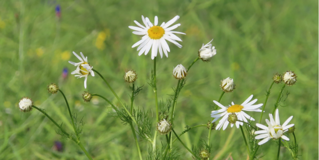 Ausschnitt aus dem Original-Foto. | Foto: M. A.