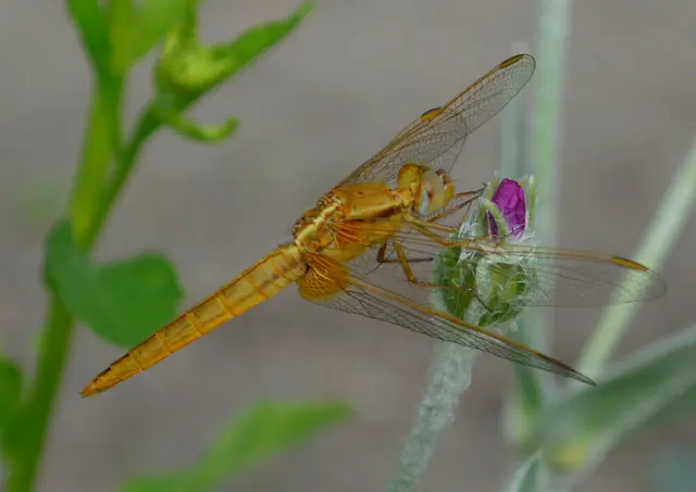 gemeine Heidelibelle