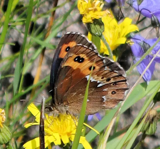 Rundaugen Mohrenfalter