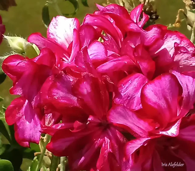 Foto: Iris Alefelder