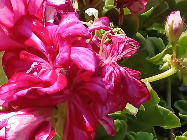 Foto: Iris Alefelder