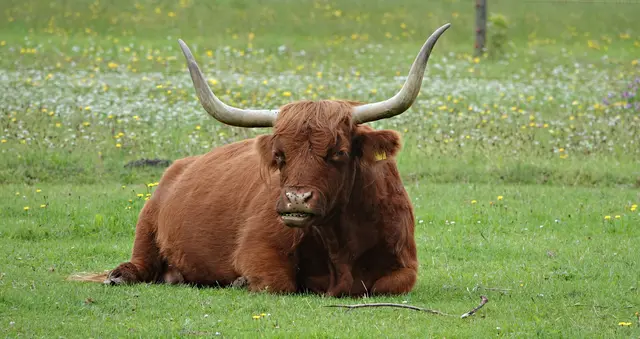 Trotz ihres mächtigen Erscheinungsbild zeigen sich die Riesen ganz entspannt