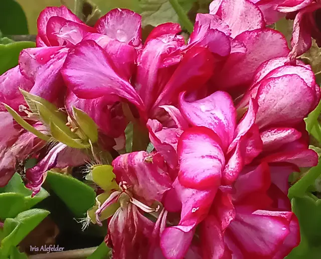 Foto: Iris Alefelder