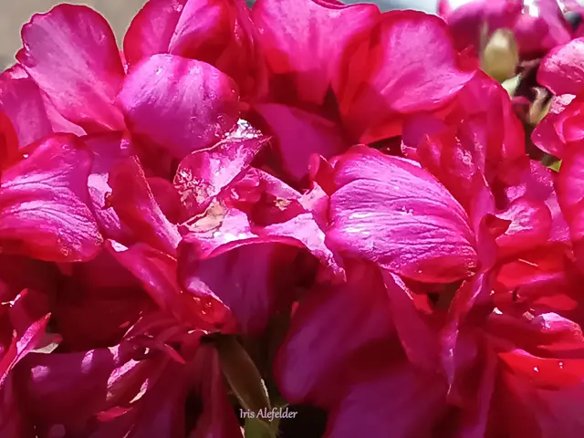 Foto: Iris Alefelder