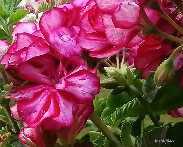 Foto: Iris Alefelder