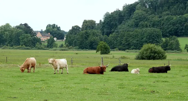 The green, green grass of home: mit dem Schloß Hammel im Hintergrund bietet sich die perfekte Kulisse für die schottischen Highlander