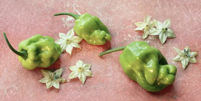 Die stark geformten Früchte reifen nach Gelb ab.