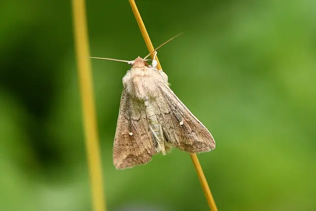 Falter Weißpunkt-Graseule | Foto: Copyright Andreas Schäfer
