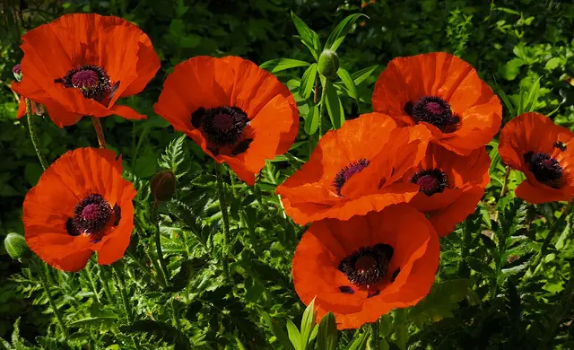 Mohnblumen in einem Garten | Foto: Shima Mahi