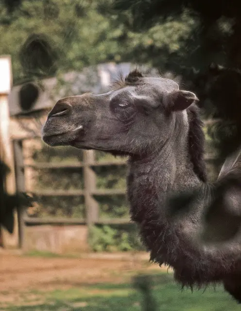 Kamel-Porträt aus dem Zoo Hannover.