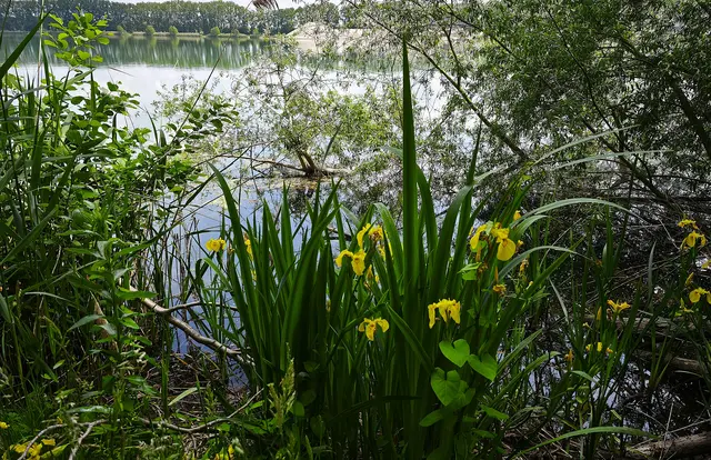 Am Wietzesee | Foto: Shima Mahi