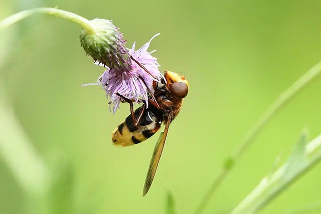 Insekt Horissenschwebfliege | Foto: Copyright Andreas Schäfer