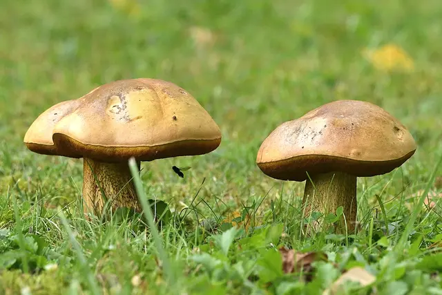 Foto: Copyright Andreas Schäfer