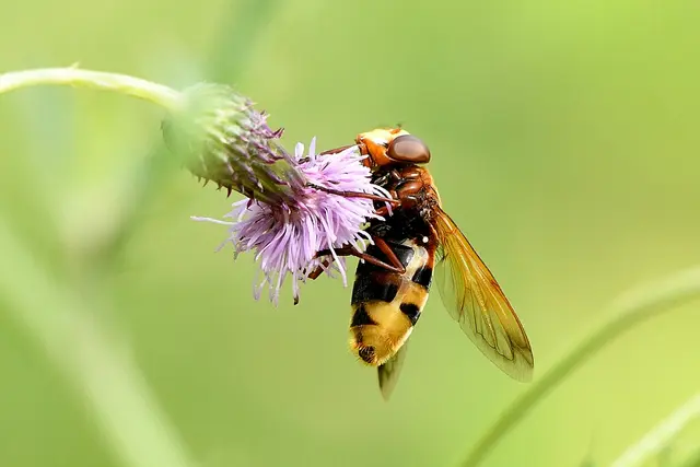 Insekt Horissenschwebfliege | Foto: Copyright Andreas Schäfer