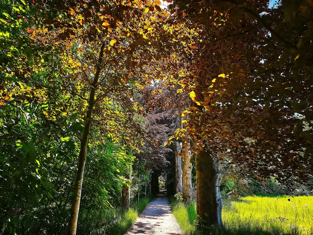 Die Buchenallee im Stadtpark Langenhagen | Foto: Shima Mahi
