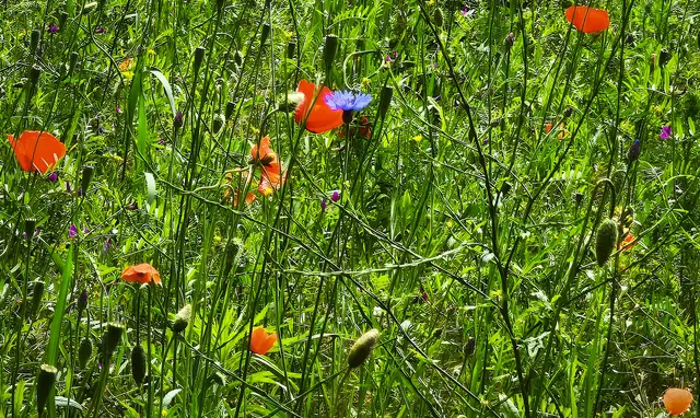 Blumenwiese | Foto: Shima Mahi