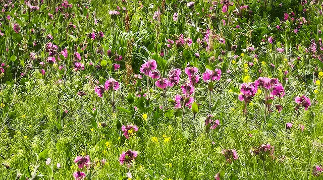 Blumenwiese | Foto: Shima Mahi