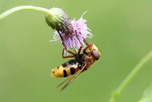 Insekt Horissenschwebfliege | Foto: Copyright Andreas Schäfer