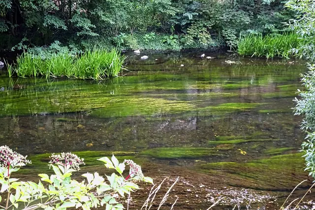 die Bode zwischen Altenbrak und Treseburg