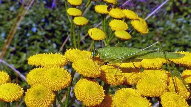 Grünes Heupferd auf Blüten des Rainfarns. Foto: Helmut Kuzina