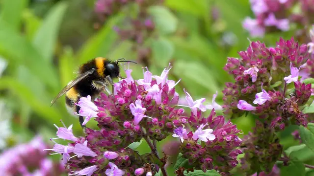 Oregano blüht mindestens noch bis zum September. Die Blüten sind eine kontinuierliche Nahrungsquelle für Erdhummeln. Foto: Helmut Kuzina