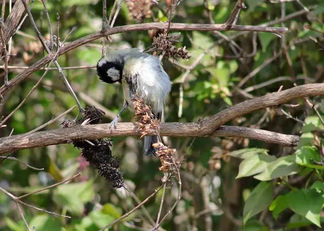 Blaumeise, sieht man dieses Jahr kaum