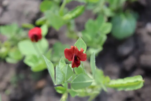 Spargelerbsenblüte und eckige Erbse
ist schon seit dem 16.Jh in Europa bekannt,
kam aus der "Mode"