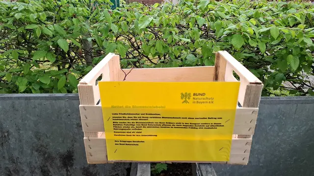 Foto: Blumenzwiebel Sammelbox