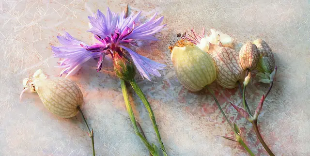 'Kornblume' (Centaurea cyanus) und 'Taubenkropf-Leimkraut' (Silene vulgaris)