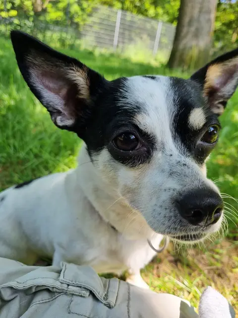 Bonny | Foto: Sabine Pollok