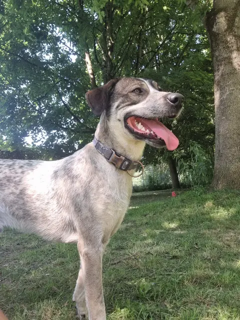 Eddi | Foto: Sabine Pollok