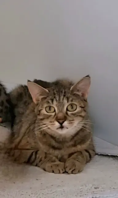 Zicke | Foto: Sabine Pollok