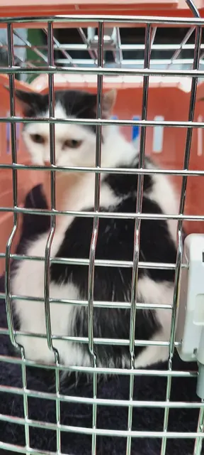 Sissi | Foto: Sabine Pollok