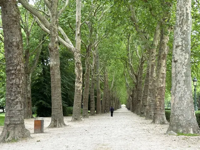 Platanenallee am Stadtrand