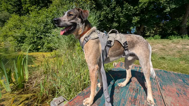 Elvis | Foto: Tierheim Höchstädt