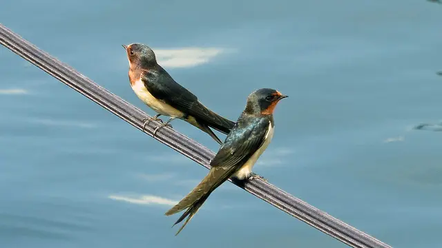 Junge Rauchschwalben sind auf der Insel Poel am Hafen von Timmendorf im August noch zu beobachten. Foto: Helmut Kuzina