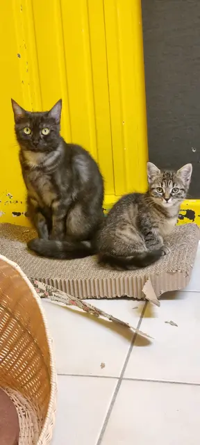 Charly und Cleo | Foto: Sabine Pollok