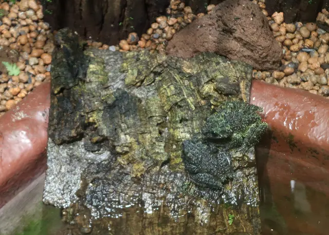 zwei vietnamesische Moosfrösche
Suchbild, auf dem Baumrindensteg! Rechts