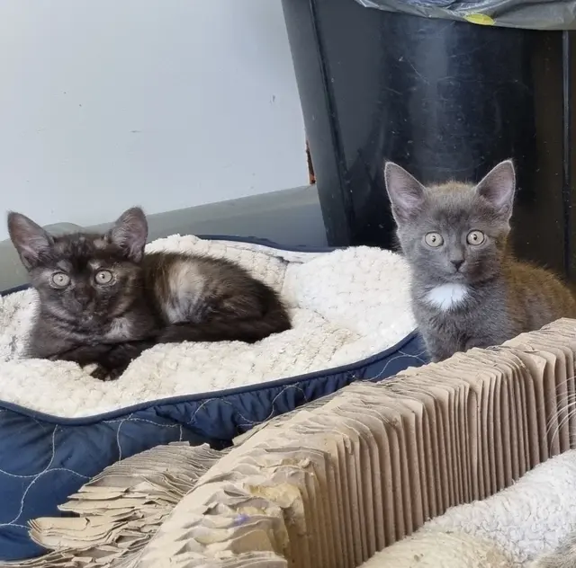 Tiana und Vaiana | Foto: Sabine Pollok