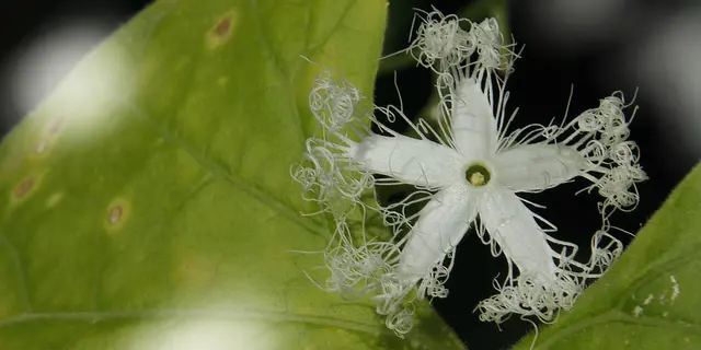 Der Name "Trichosanthes cucumerina" leitet sich aus dem Griechischen und Lateinischen ab: "Tricho-" (Griechisch für Haare), "-santhes" (Griechisch für Blume) und "cucumerina" (Lateinisch für Gurke)